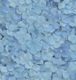 Hortensia Blomstervæg Blå