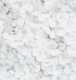 Hortensia Blomstervæg Hvid