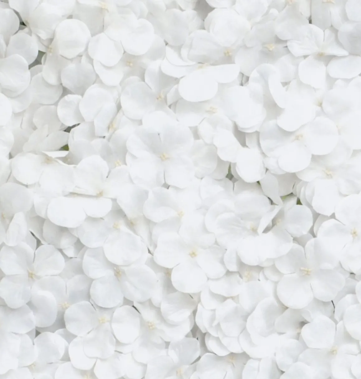 Hortensia Blomstervæg Hvid