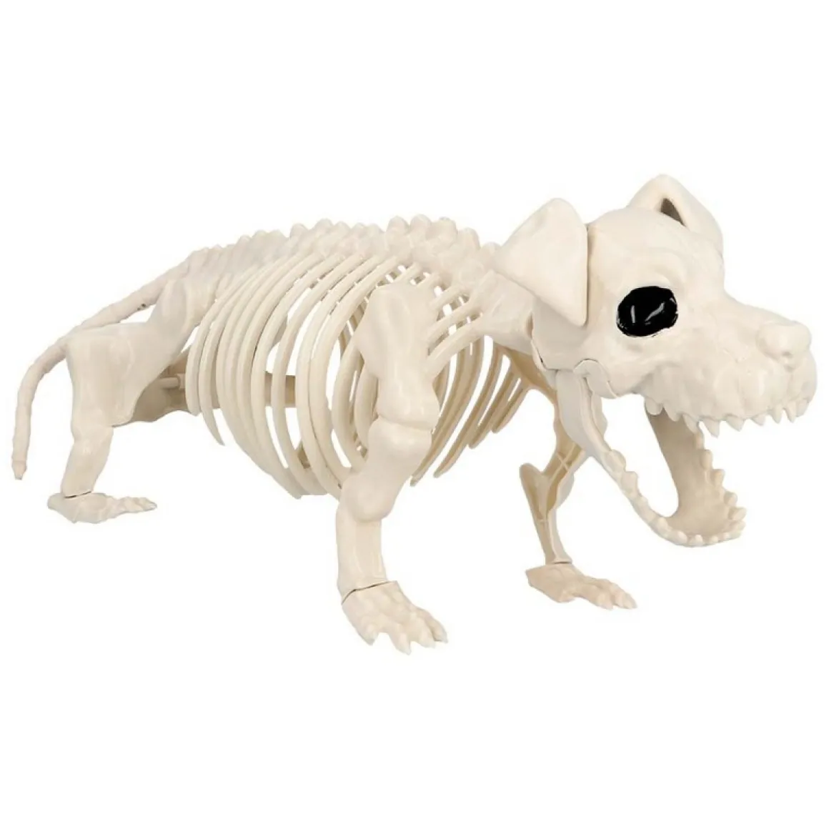 Hund Skelet