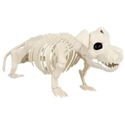 Hund Skelet