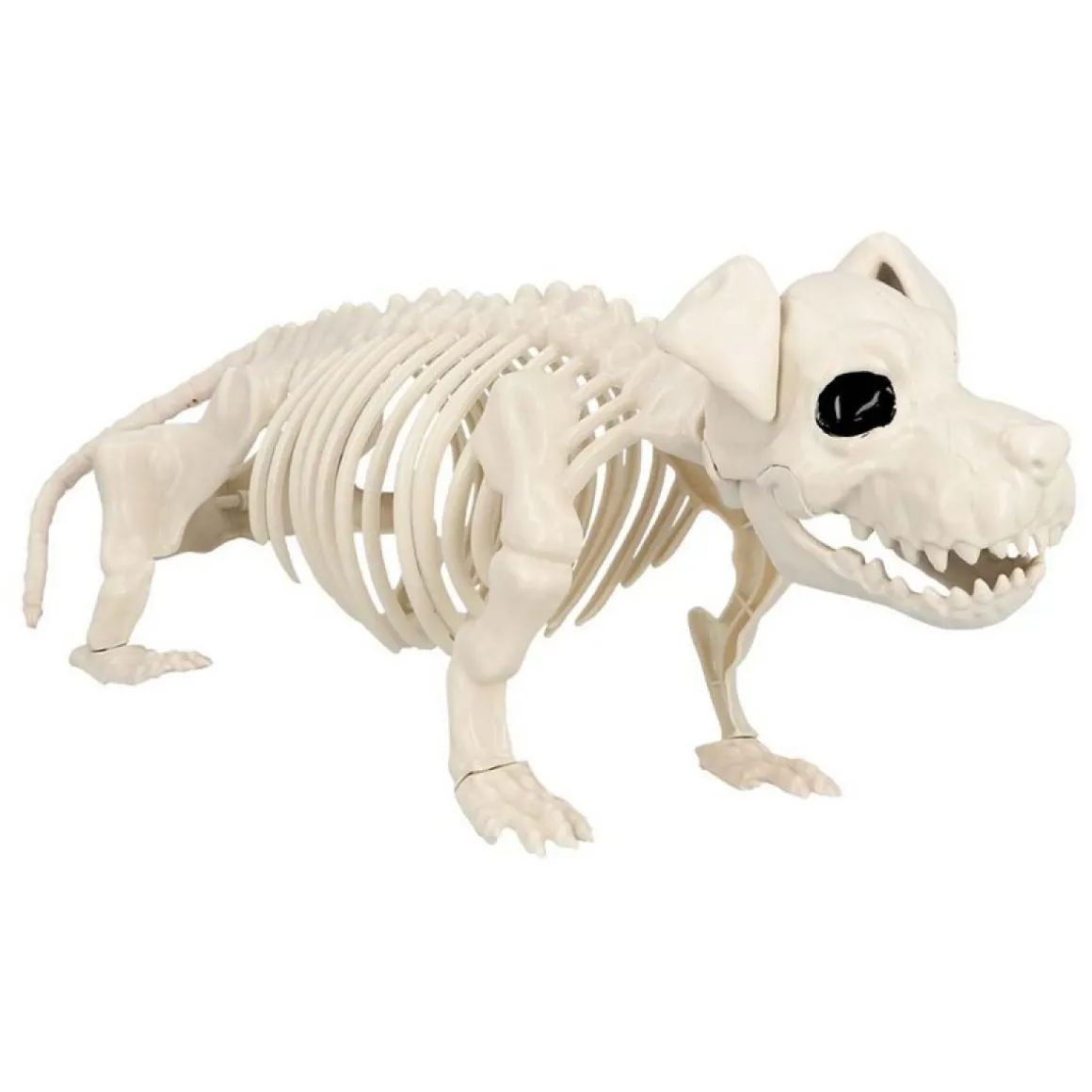 Hund Skelet