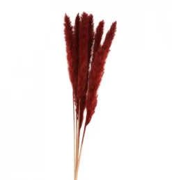 Pampasgræs Bundt Bordeaux
